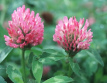 Red
                        clover is preventing blood clots, is cleansing
                        the blood