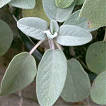 Sage has an antibacterial effect,
                        especially against Staphylococcus aureus; also
                        has antiseptic and antispasmodic properties, is
                        stimulating uterine muscles.