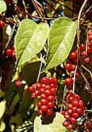 Schisandra supports a healthy nervous
                        system; treatment of colds, sore throat,
                        hepatitis, symptoms of stress and fatigue