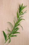 Tarragon contains over 50 substances
                        against cancer [prevention of cancer]