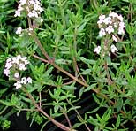 Thyme has got an effect against bacteria
                        and is fighting fungus