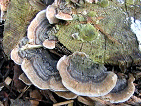 The extract of trametes versicolor
        mushrooms supports immune system in general and is a cancer
        prevention