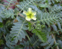 Tribulus can provoke the increasing of the
                        luteinizing hormone, and therefore can heighten
                        the testosterone levels; has got an adaptogenic
                        plant ingredient balancing stress hormones