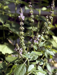 Tulsi lowers cortisol levels; is preventing
                        a stress-induced collapse of physiological
                        functions