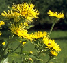 Velvet dock (Inula) is improving insulin
                        response [in cases of diabetes]; is lowering
                        cortisol, is delivering fibers which are
                        necessary for the support of growing of useful
                        bacteria