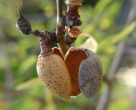 much vitamin E can
                        be found e.g. in almonds
