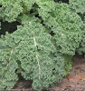 Much
                        vitamin K can be found in kale