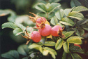 Much
                        vitamin K can be found in rosehips