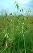The
                        extract of oat grass of wild oat is a nervous
                        tonic; for the treatment of anxiety, insomnia,
                        eczema; used against high cholesterol levels and
                        high triglyceride levels; supports also a
                        nicotine withdrawal