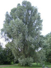 White willow (Salix alba) is reducing
                        inflammations; treatment of bursitis, of fever,
                        of tension headaches, of osteoarthritis, of
                        rheumatoid arthritis