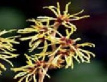 Witch hazel has got an astringent effect
                        [acts with an astringent effect on mucous
                        membranes or wounds, has an antihemorrhagic /
                        styptic effect]; indications are: hemorrhoids,
                        wounds, insect bites, ulcers, painful tumors