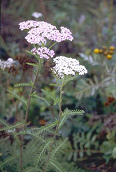Yarrow (Achillea) is supporting health of
                        the intestine