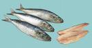 Les sardines rgulent l'quilibre iod avec le
                  type 0 car le type 0 souffre toujours d'une
                  hypofonction de la glande thyrode. Ajoutez  cela les
                  sardines sont la source de calcium la plus importante
                  pour le type 0, avec le brocoli.