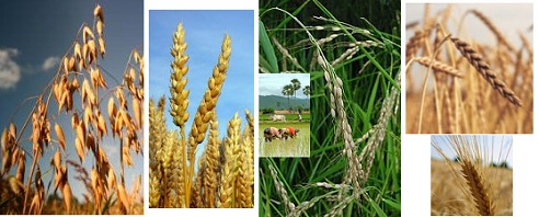 Getreide, zum Beispiel Hafer,
                                    Weizen, Reis und Reisernte, Dinkel,
                                    Roggen