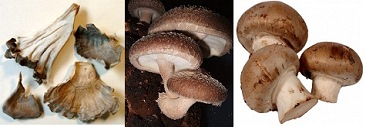 Pilze,
                                            zum Beispiel Maitakepilze,
                                            Shiitakepilze und
                                            Champignons