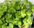 Brahmi (Bacopa monnieri) vorbeugend
                            gegen Krebs, f�rdert Gehirn und
                            Nervensystem