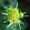Färberwaid ist ein Immunmodulator [und
                            auch eine Färberpflanze]