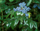 Das Berberin der Fieder-Berberitze /
                            Mahonie (hier: die Mahonia aquifolium) hemmt
                            Infektionen, st�rkt die Abwehr, reguliert
                            die Verdauung und wirkt gegen
                            Schuppenflechte