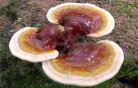 Reishi-Pilzextrakt (hier ein
                            Reishipilz) f�rdert generell die
                            Virenresistenz, senkt Blutdruck, senkt
                            LDL-Cholesterin und Triglyzeride und
                            verhindert Blutgerinnsel