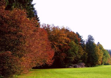 Ein
                        Waldrand in Mitteleuropa im Herbst ist das beste
                        Beispiel fr Farben, die durch das Licht
                        verschieden dargestellt sind