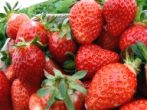 Erdbeeren im K�rbchen: Erdbeeren,
                          die unter Rotlicht gezogen wurden, bekommen
                          einen hervorragenden Geschmack