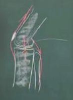 Das Kniegelenk mit Oberschenkelstrecker
                        (rot nach oben) und Wadenmuskel (rot nach unten)
                        mit Zugkrften, das Kniegelenk wird
                        zusammengedrckt