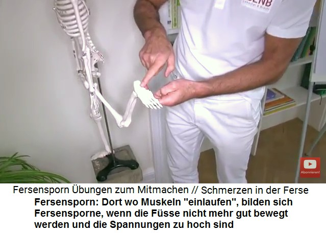 Liebscher-Bracht zeigt
                      am Skelett, wo die Fersensporne an der Ferse sind:
                      Dort, wo Muskeln "einlaufen", bilden
                      sich Fersensporne, wenn die F�sse nicht mehr gut
                      bewegt werden und die Spannungen zu hoch sind
