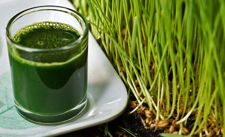 Weizengras und
              Weizengrassaft: Wirkt basisch, ents�uert, kein Gluten