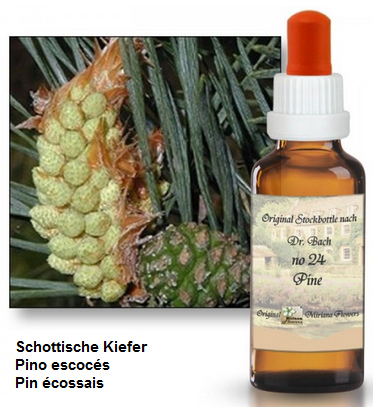 Bachbl�tenessenz Schottische Kiefer (pine)