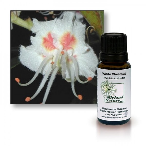 Bachbl�tenessenz
                      Weissbl�hende Rosskastanie (White Chestnut)