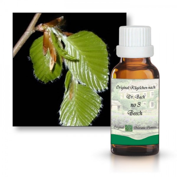 Bachbl�tenessenz Rotbuche (Beech)