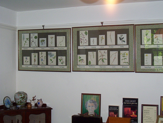 Bach Centre in Mount Vernon
                (Oxfordshire), einige Pflanzenbilder