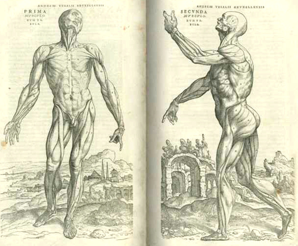 Andreas
                Vesalius, Muskelstudien