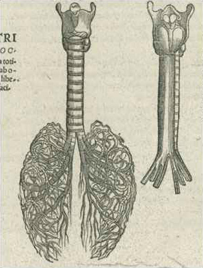 Andreas
                Vesalius, estudio de pulmones