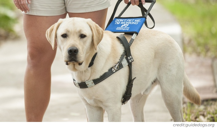 Dann kommt der Blindenhund Dann
kommt der Blindenhund