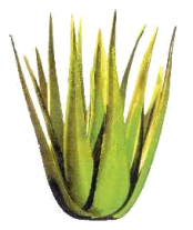 Aloe Vera cactus Aloe Vera cactus
