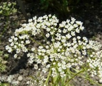 ดอกไม้กระเจี๊ยบ