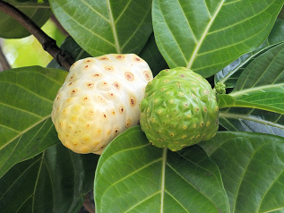 mature white
                noni fruit and green immature noni fruit