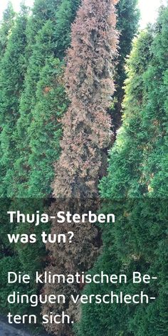 Thuja with sunstroke turns brown and dies Thuja with sunstroke turns brown and dies