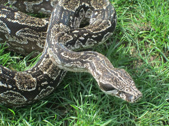 Schwarze argentinische Boa Schwarze
argentinische Boa