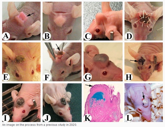 China am 13.3.2023: Mit Stammzellen von
männlichem Geweih-Wild kann man Geweihe bei Mäusen
wachsen lassen China am 13.3.2023: Mit
Stammzellen von männlichem Geweih-Wild kann man
Geweihe bei Mäusen wachsen lassen