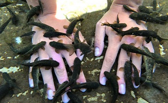 Türkei Kangal: Heilfische im Thermalwasser
fressen eine Psoriasis an den Fingern weg Türkei Kangal: Heilfische im Thermalwasser
fressen eine Psoriasis an den Fingern weg