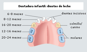 La
                          dentadura de leche (dentadura infantil) en una
                          esquema de color con las indicaciones cuando
                          ms o menos salen: los dientes incisivos
                          centrales salen con 6-8 meses, los segundos
                          dientes incisivos salen con 8-12 meses, los
                          primeros dientes molares salen con 12-16
                          meses, los dientes caninos salen con 16-20
                          meses, y los segundos dientes molares salen
                          con 20-24 meses [16]. Son 10 dientes de leche
                          en cada hueso, en total son 20 dientes de
                          leche [6].
