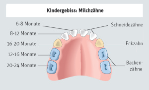 Das Milchzahngebiss (Kindergebiss)
                                in einem farbigen Schema mit den
                                Monatsangaben, wann die Z�hne etwa
                                durchbrechen: zentrale Schneidez�hne mit
                                6-8 Monaten, die zweiten Schneidez�hne
                                mit 8-12 Monaten, die ersten Backenz�hne
                                mit 12-16 Monaten, die Eckz�hne mit
                                16-20 Monaten, und die zweiten
                                Backenz�hne mit 20-24 Monaten. [13]