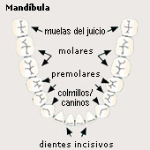Dentadura ("dentadura permanente"
                        de personas adultas), mand�bula, esquema [12]
