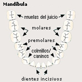 Dentadura ("dentadura permanente"
                        de personas adultas), mandbula, esquema [12]