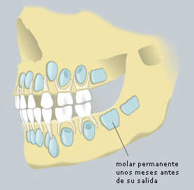 Sobre resp. debajo
                        de los dientes de leche esperan los dientes
                        permanentes, resp. los dientes permanentes
                        expulsan los dientes de leche en la niez y en
                        la juventud [16].