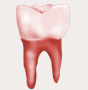 Un diente molar, un imagen
                  ms o menos realista