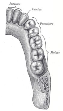 Hier
                          sind die Zahnfurchen (Fissuren) der
                          Backenz�hne in einer Zeichnung dargestellt,
                          mit dem ersten und zweiten Pr�molar, mit dem
                          ersten und zweiten Molar und mit dem
                          Weisheitszahn, dem dritten Molar [44]. Man
                          sieht, dass jeder Mahlzahn seine eigene
                          Furchenzeichnung hat: der erste Pr�molar wie
                          ein Br�cke, der zweite Pr�molar �hnlich des
                          Sternzeichens Fische, der erste Molar wie ein
                          grosser Baum (Zeder), der zweite Molar wie ein
                          Kreuz, und der dritte Molar (Weisheitszahn)
                          wie ein F�nfstern [6].