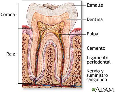 Diente, esquema de un diente molar con
                          indicaciones, del interior al exterior: Pulpa,
                          nervio y suministro sanguneo, dentina,
                          esmalte, cemento, ligamento periodontal. El
                          diente es partido en raz y corona [46].